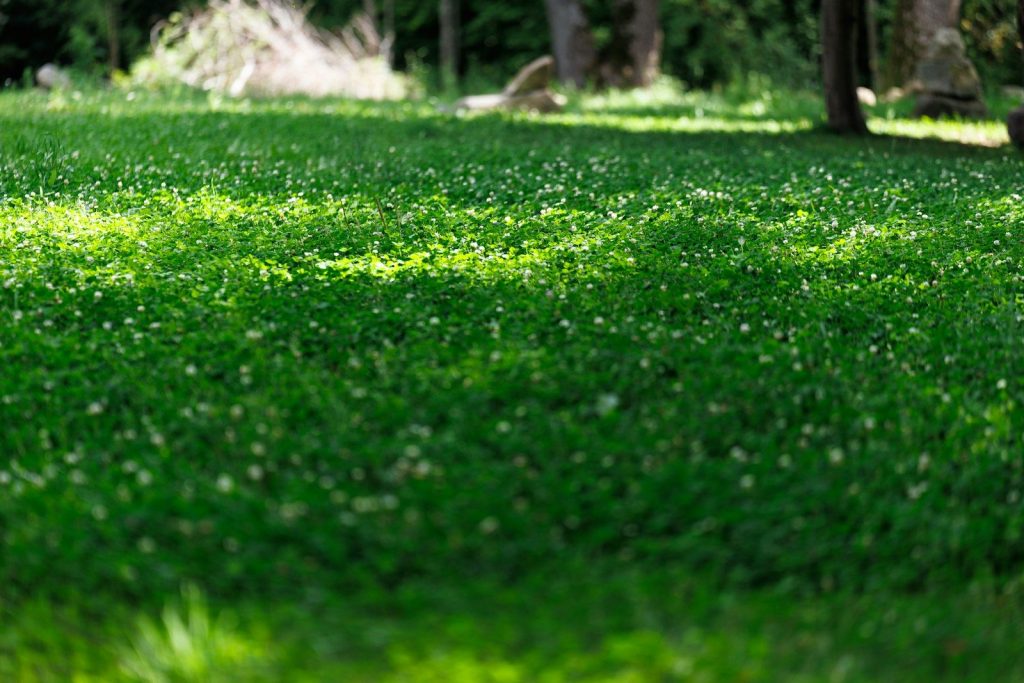 Lush green lawn with tiny white flowers in dappled sunlight