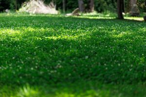 Lush green lawn with tiny white flowers in dappled sunlight